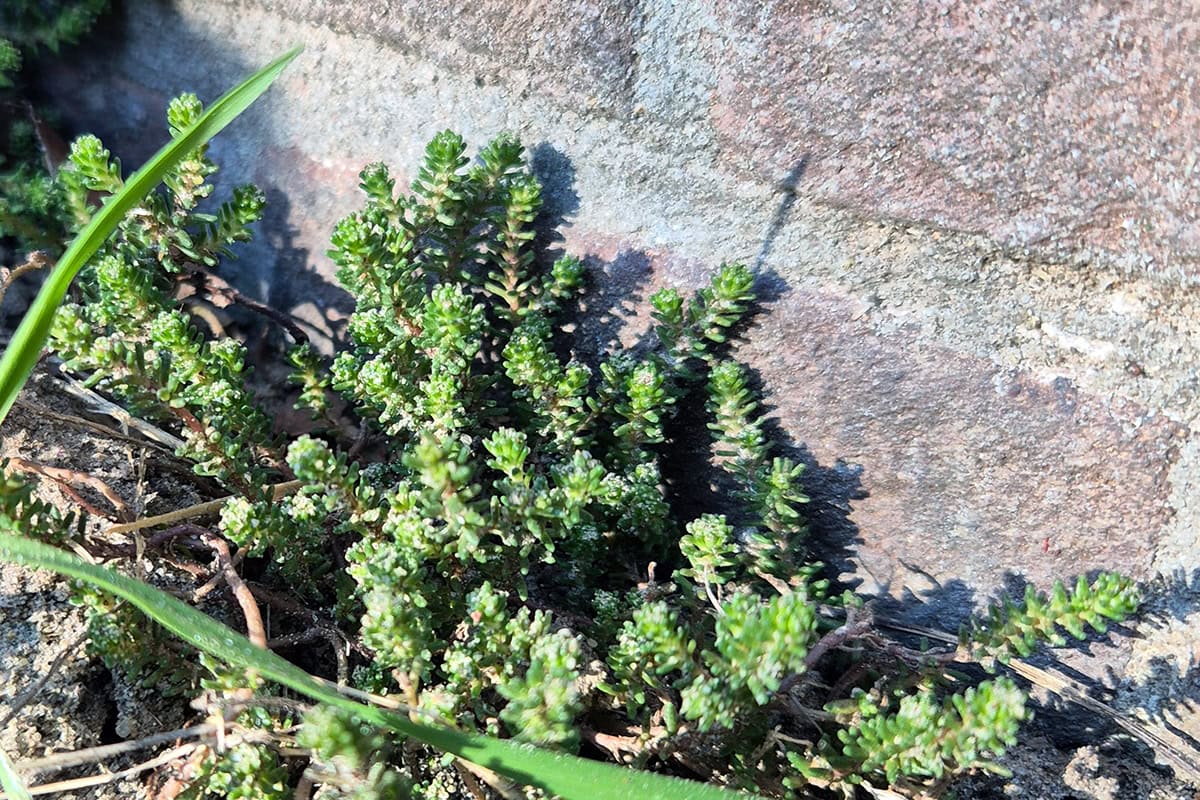 kleine plantjes met dikkige bladeren langs muur