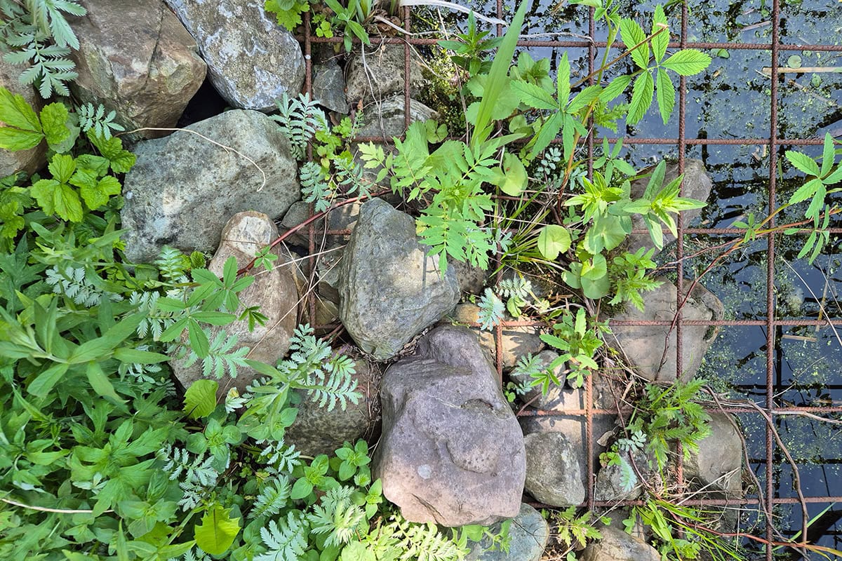 Vijveroever met wilde planten