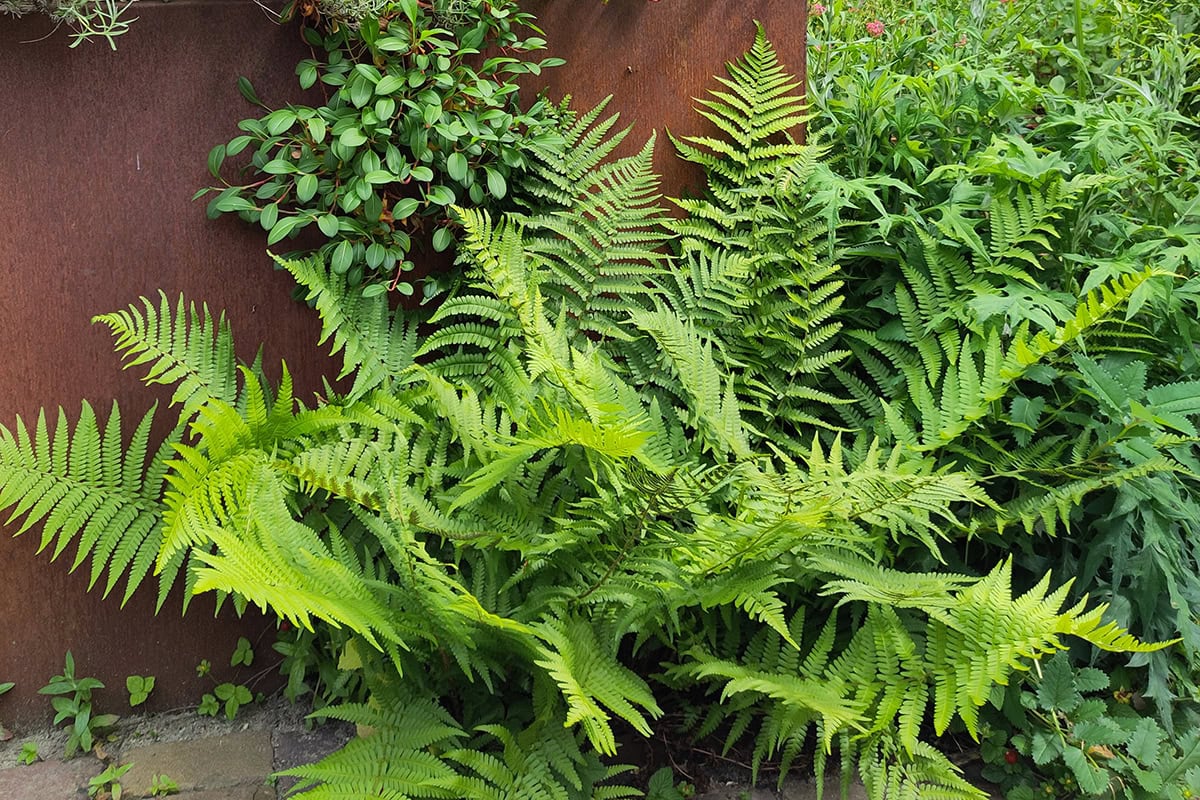 Varens met groene bladeren tegen cortenstalen bak in border