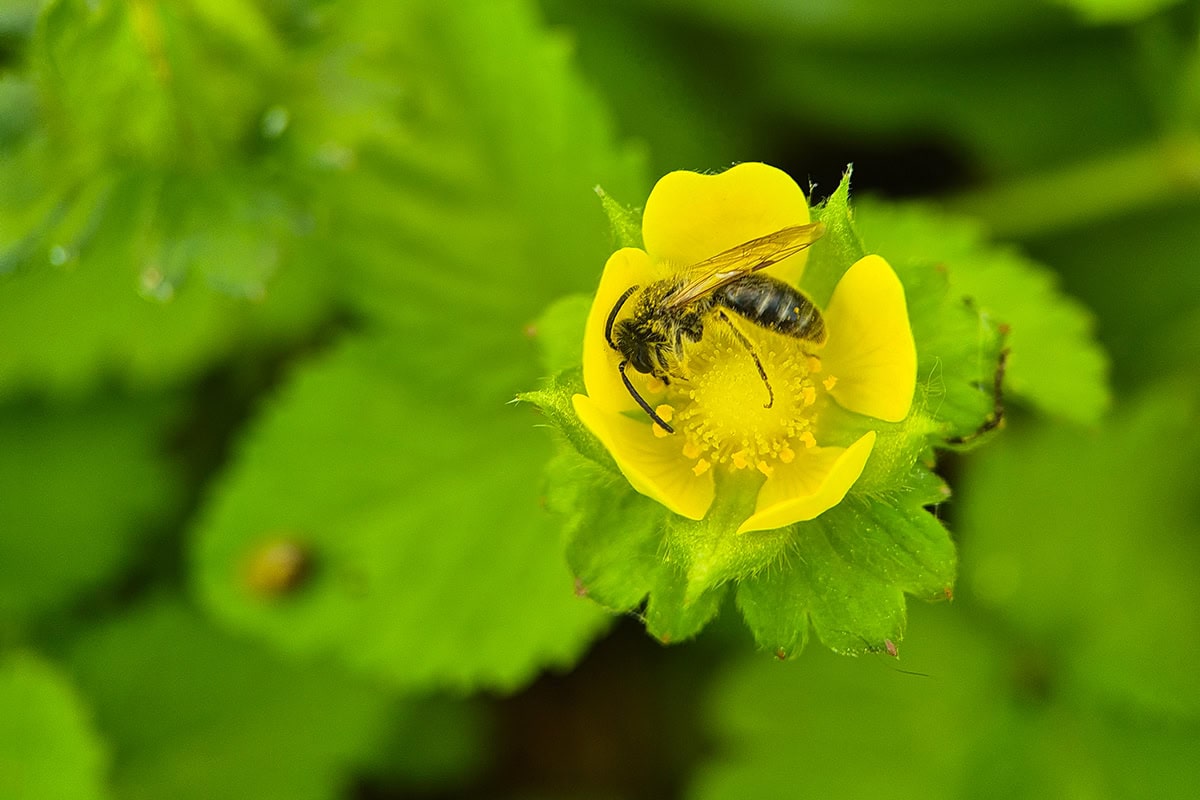 wilde bij op geel nagelkruid (Geum urbanum)