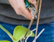 Hand knipt met snoeischaar stengel van orchidee deels af.
