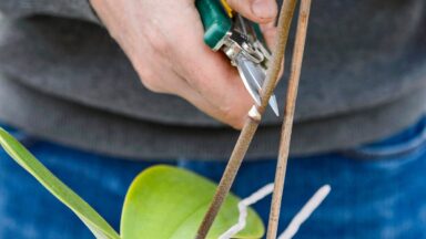Hand knipt met snoeischaar stengel van orchidee deels af.