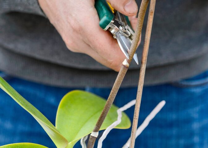 Hand knipt met snoeischaar stengel van orchidee deels af.