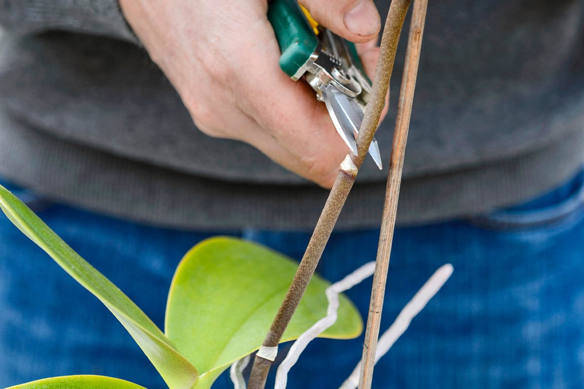Hand knipt met snoeischaar stengel van orchidee deels af.