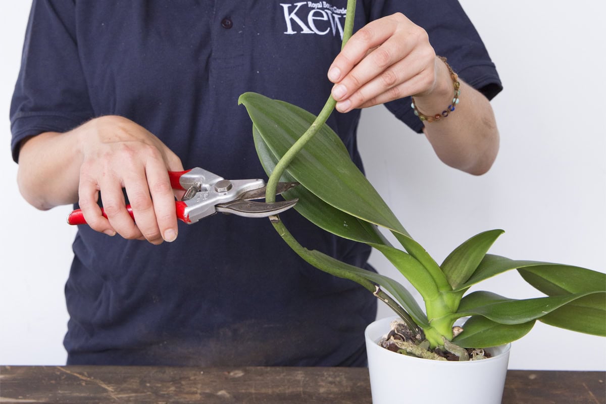 Hand knipt met snoeischaar stengel van orchidee deels af.