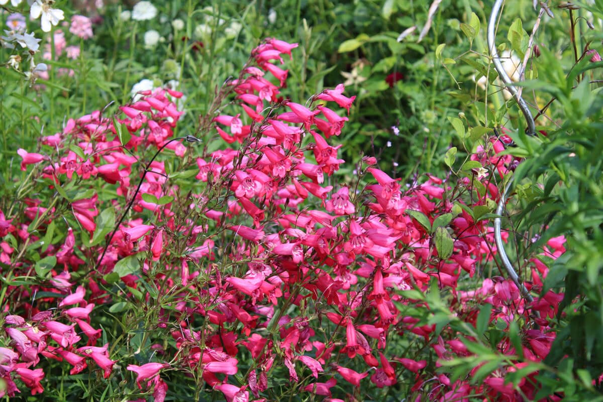 Roze bloemen van penstemon 'Garnet'