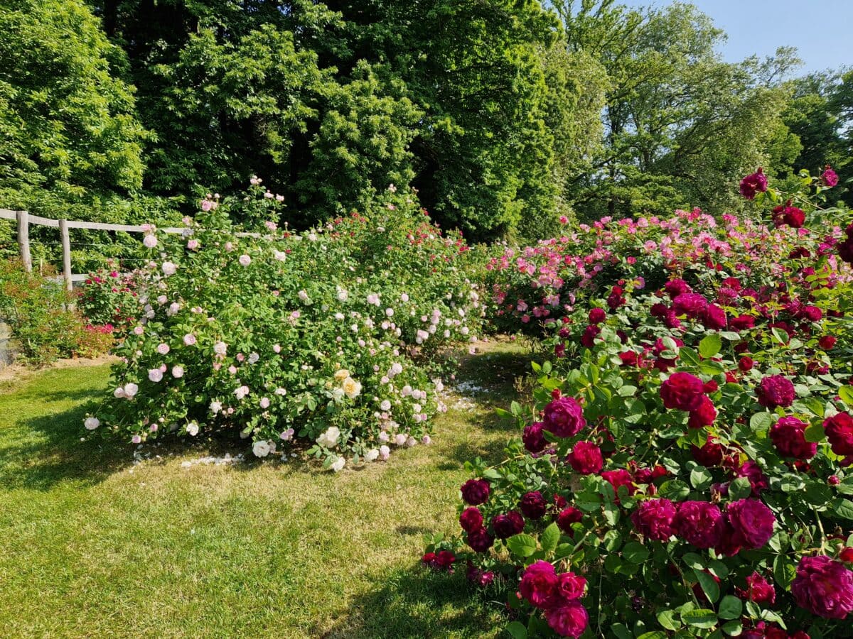 Bloeiende rozen in Plantentuin Meise.