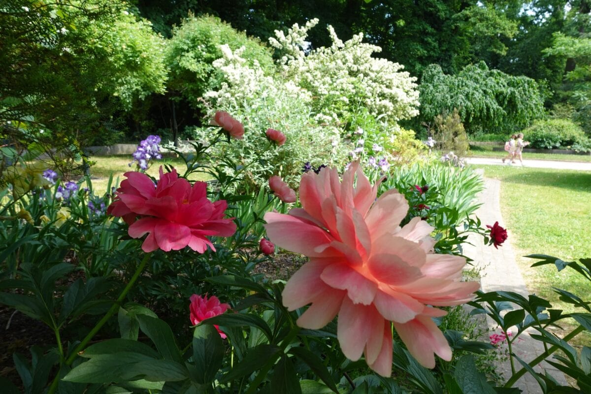 Pioenen en andere groene planten in Plantentuin Meise