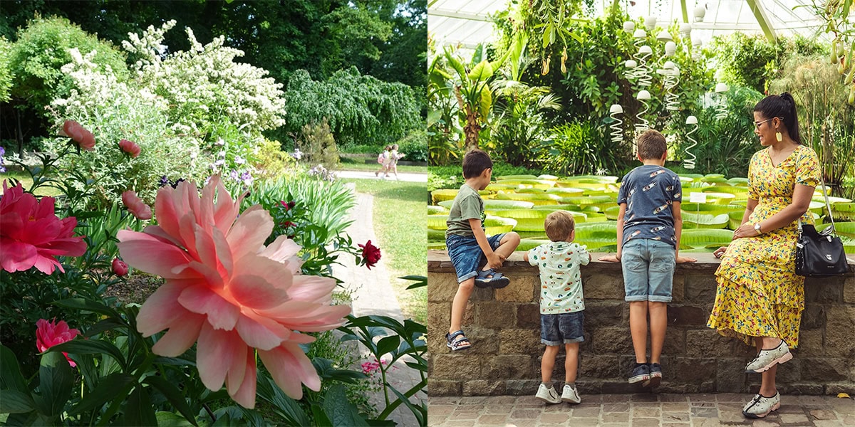 Twee foto's van Plantentuin Meisje: een met pioenen, de ander met reuzenwaterlelies en gezin.