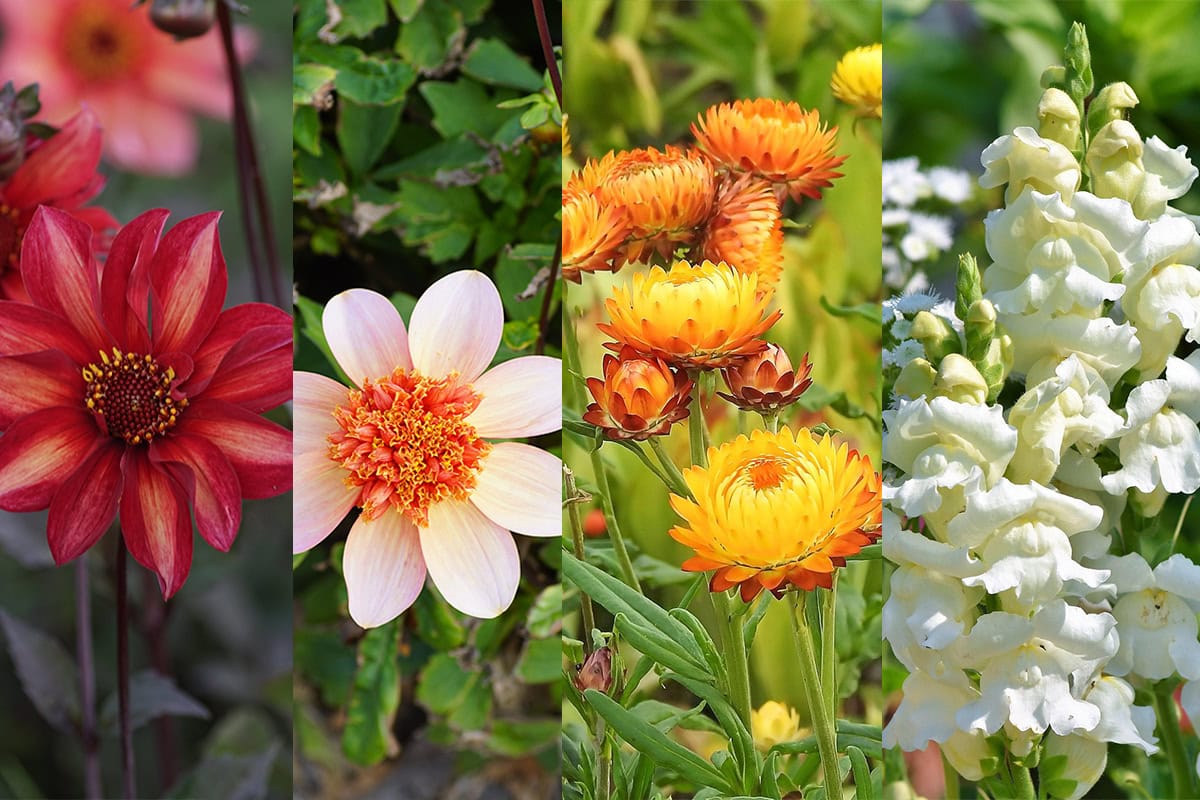 Vierluik van Dahlia 'Waltzing Mathilda', Dahlia 'Totally Tangerine', gele strobloemen en witte leeuwenbekken.