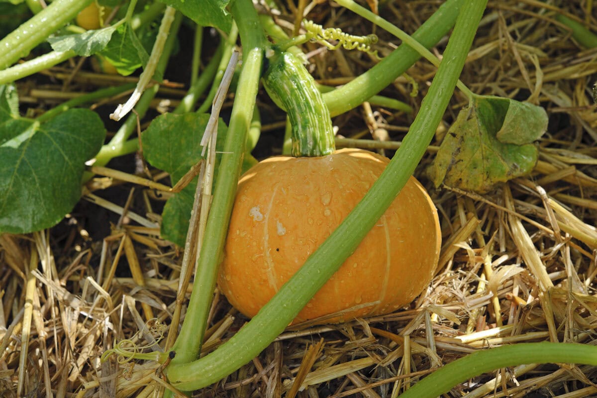 Kleine pompoen in een moestuin met stro.
