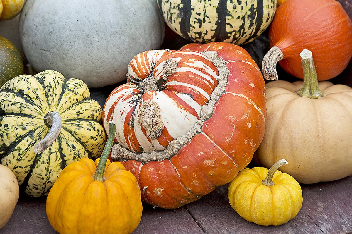 Verschillende soorten en kleuren pompoenen in een bak.