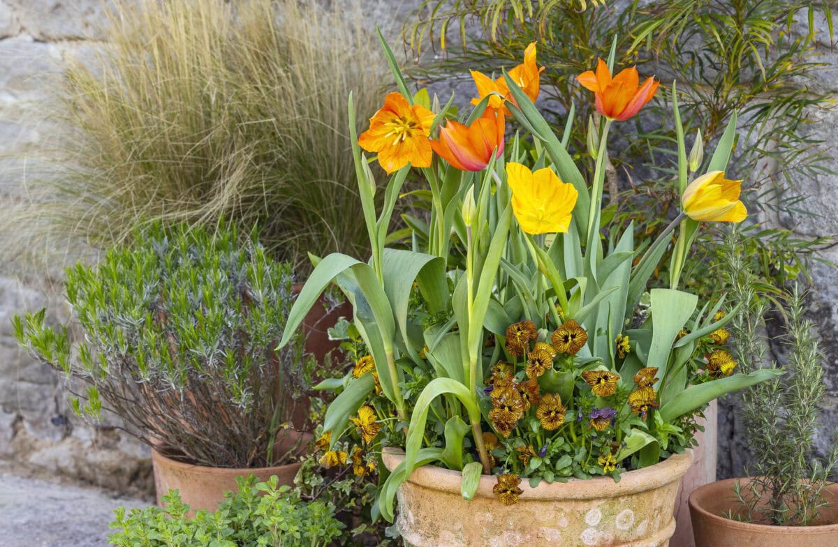 Potplanten met o.a. tulpen.