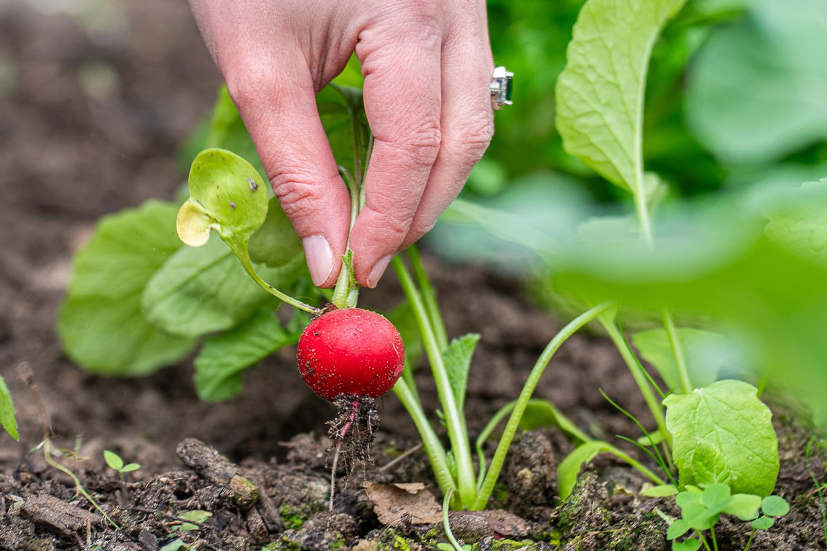 Een hand oogst een radijs uit de moestuinkas.