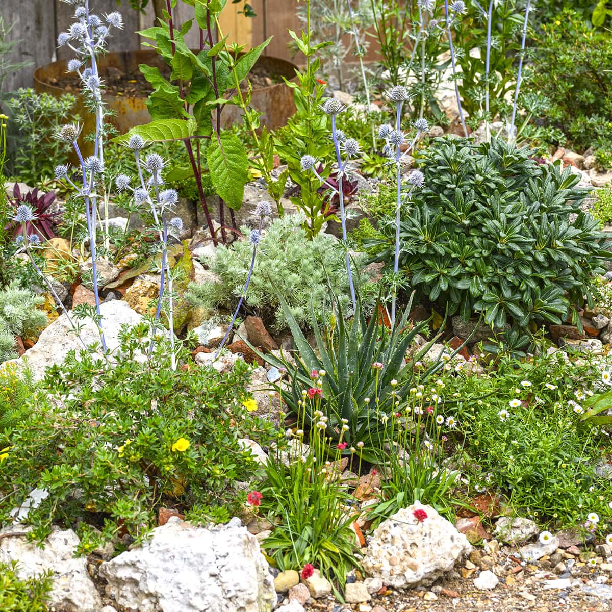 Voorbeeld van een rotstuin met droogtebestendige planten.
