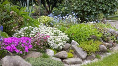 Een rotstuin met bloeiende planten