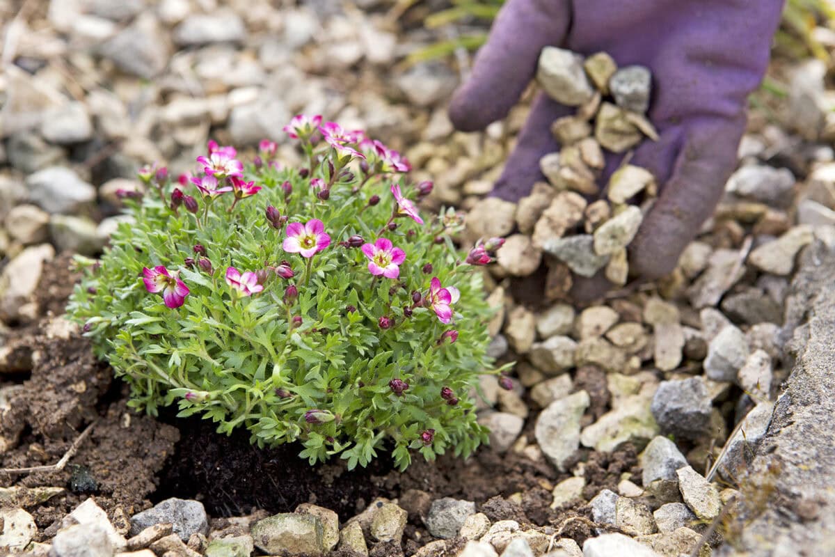 Rotsplant Saxifraga met kleine roze bloemen. Hand voegt grind toe.