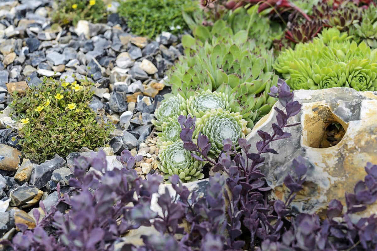 Voorbeeld van een rotstuin.