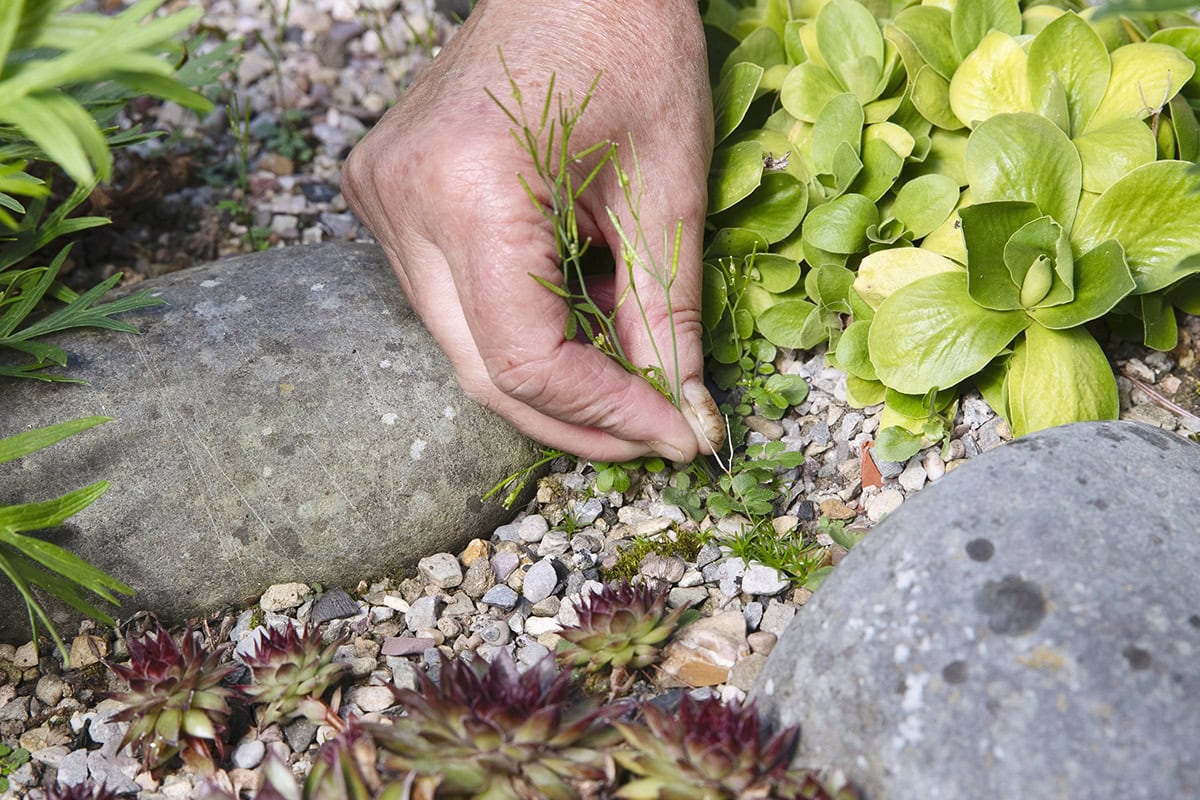 Iemand verwijdert met de hand onkruid tussen sempervivums.