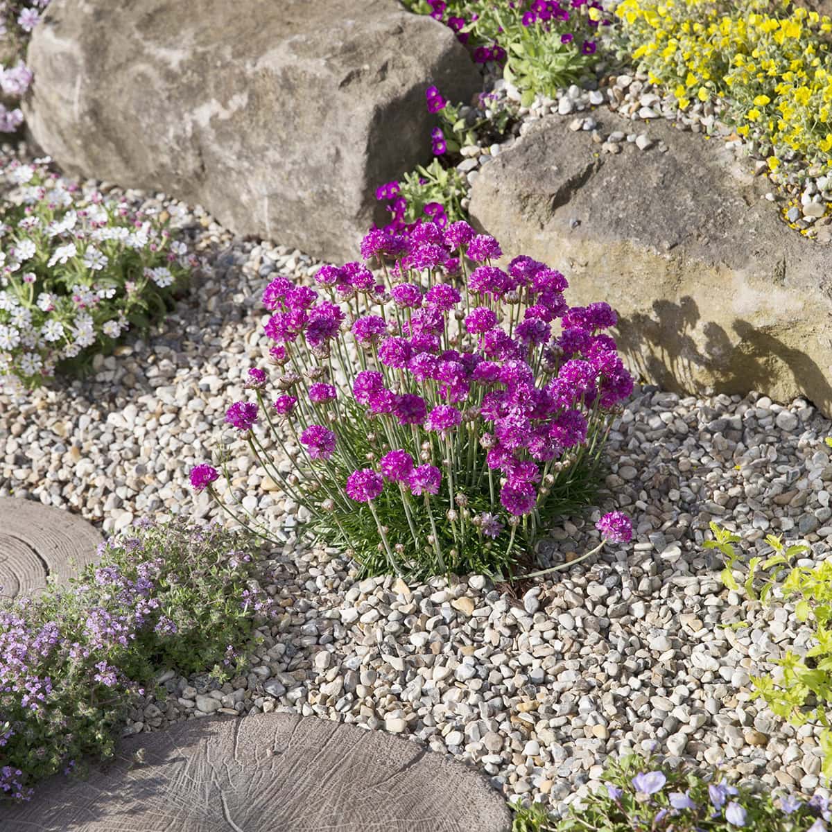 Rotsplant met roze bloemen tussen grind en keien.