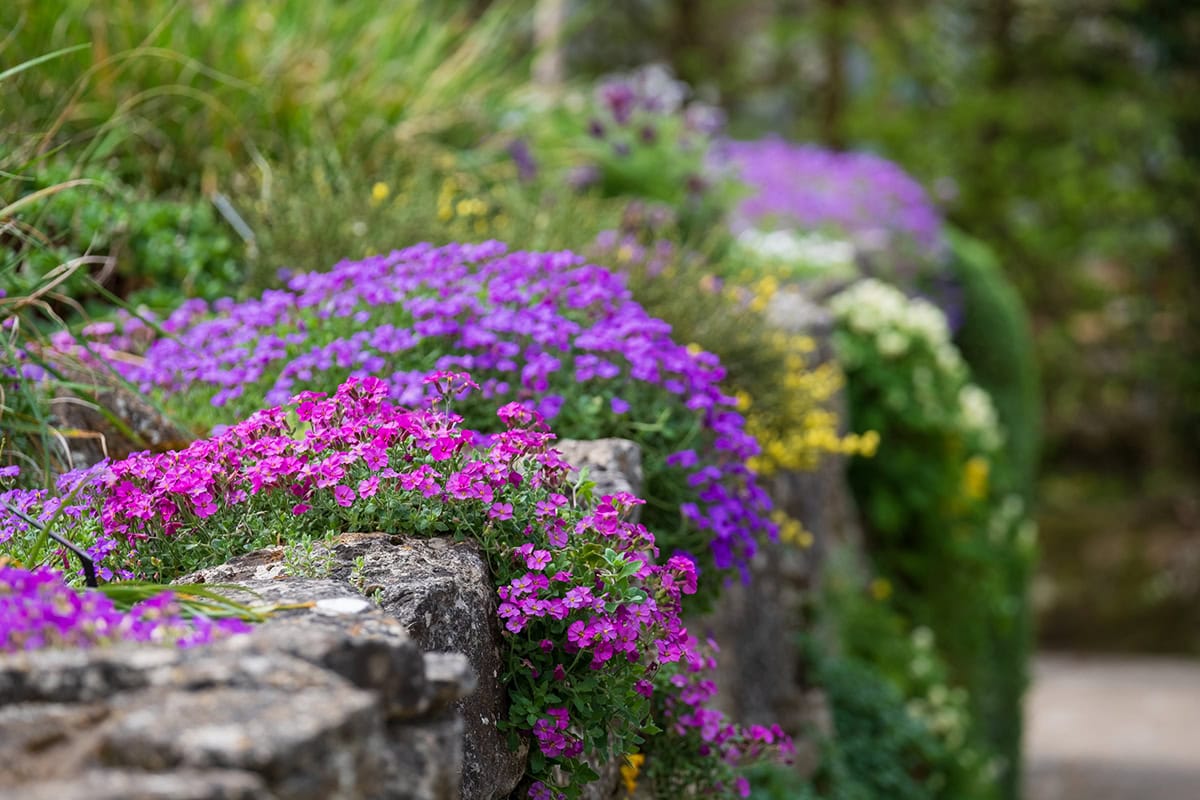 Stenen muur met bloeiende planten.