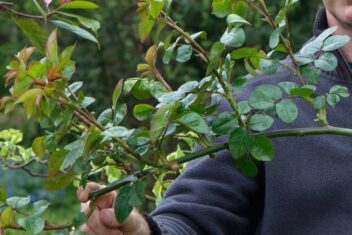 Hand houdt rozenscheut vol blad vast.