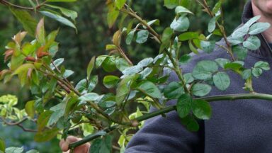 Hand houdt rozenscheut vol blad vast.