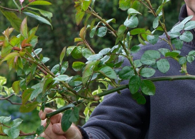 Hand houdt rozenscheut vol blad vast.