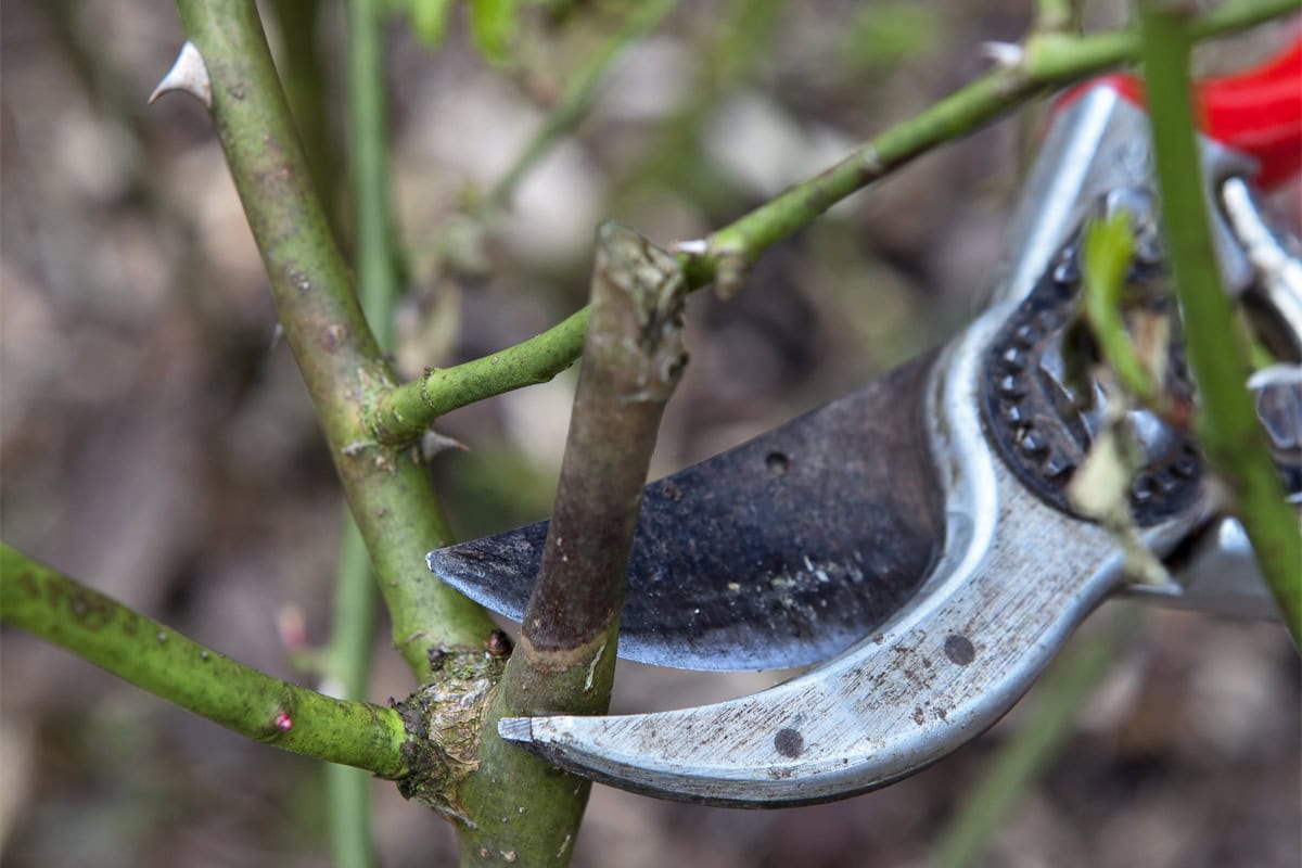 Snoeischaar snoeit een dode scheut van een roos.