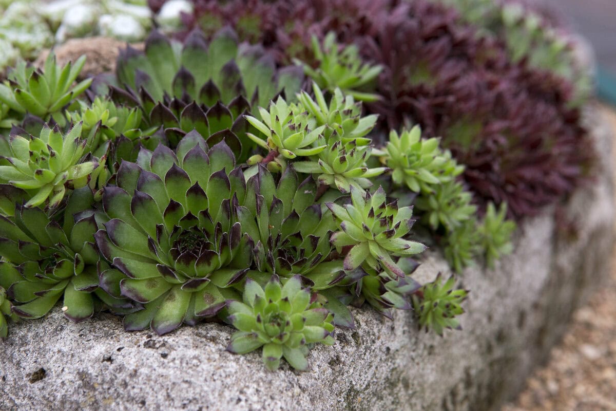 Sempervivums in een stenen bak.