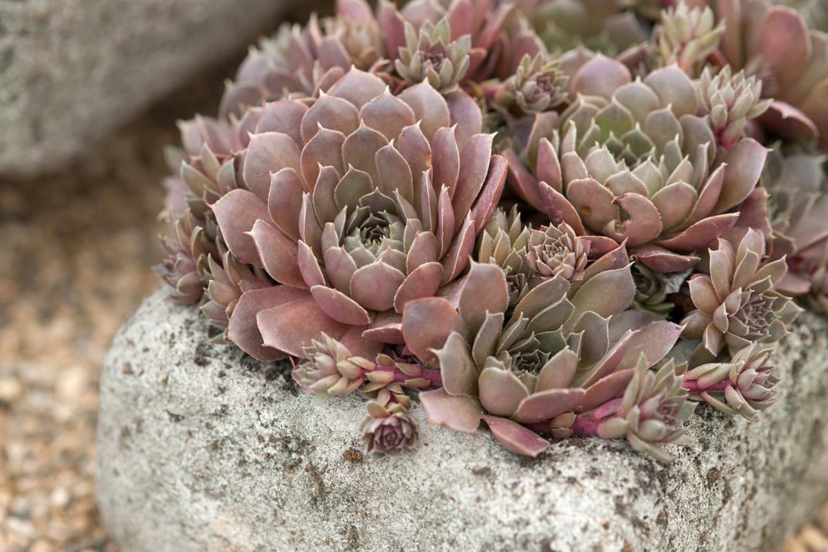 Sempervivum marmoreum 'Brunneifolium' op een steen.