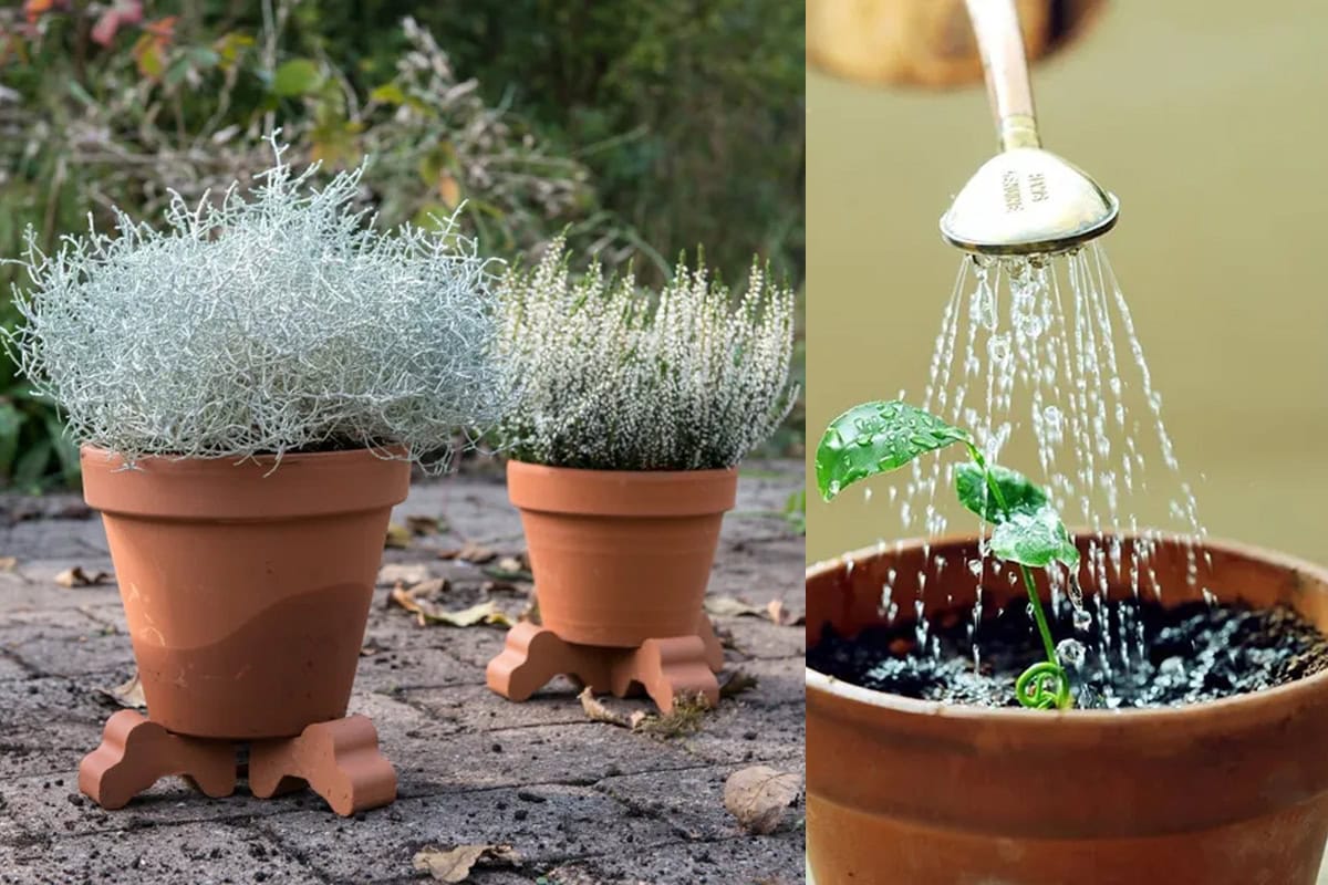 Links terracotta potten op voetjes met droogtebestendige planten erin, rechts een close-up van een jonge plant in een terracotta pot die water krijgt met een gieter.