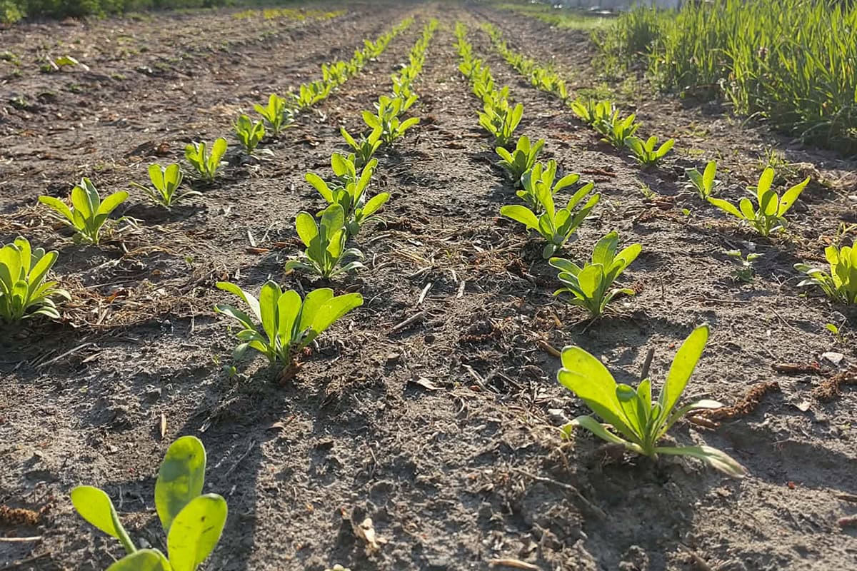 Een teeltbed met in rijen uitgeplante goudsbloem.