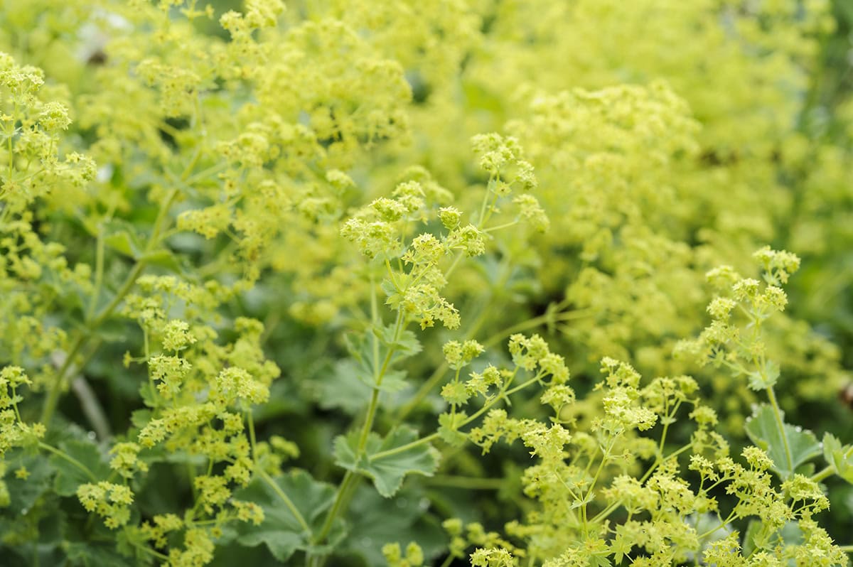 De bloemen van vrouwenmantel: geelgroen.