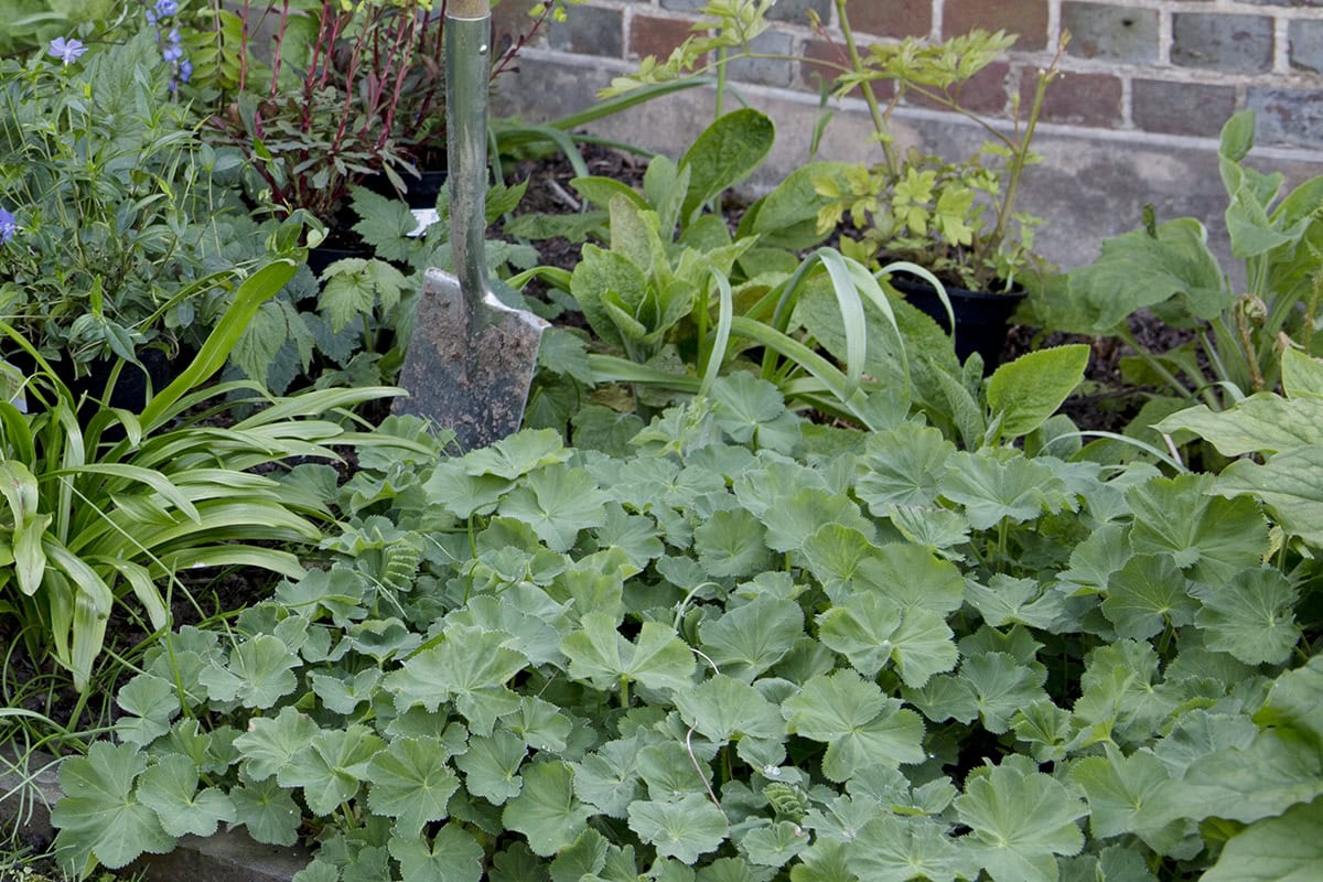 In het voorjaar loopt vrouwenmantel uit, met fris groen blad.