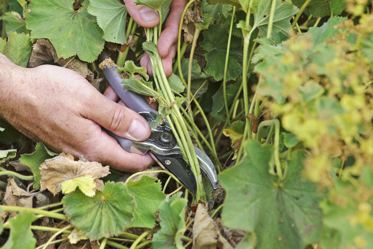 Iemand knipt bladstelen van vrouwenmantel tot de grond terug.