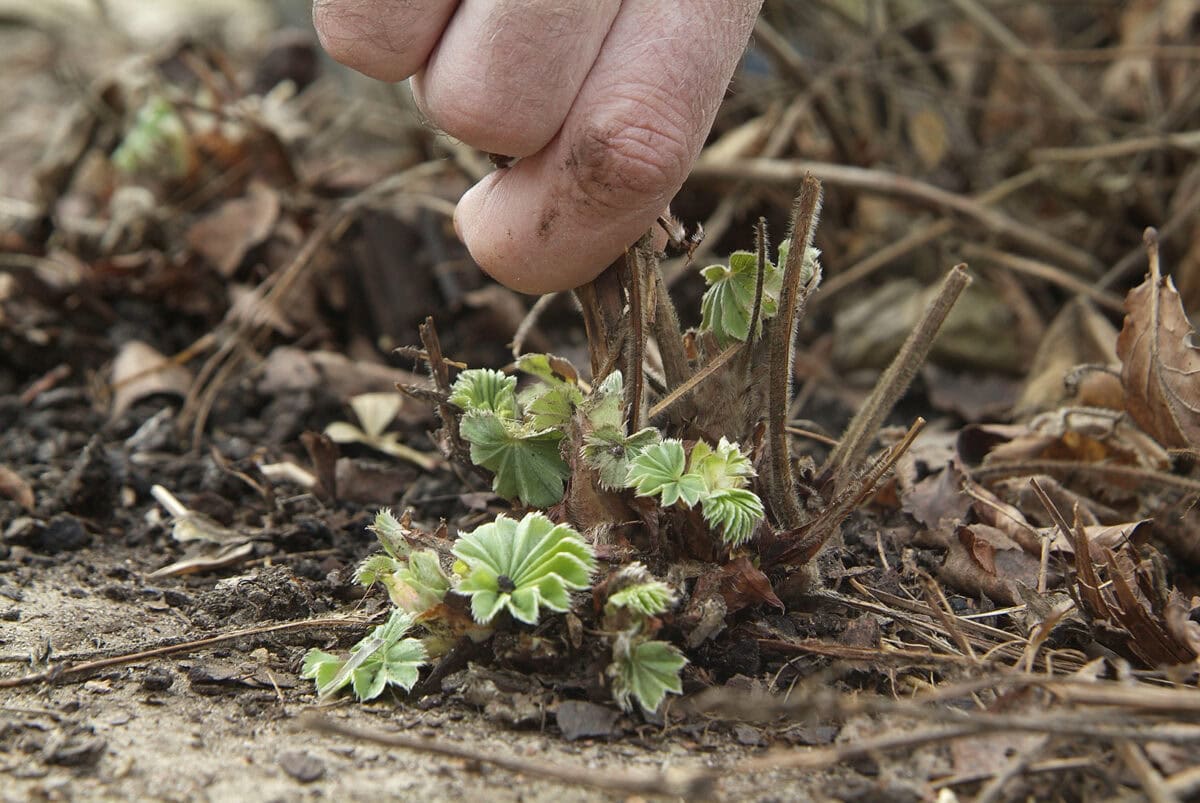 Verse groene groei van vrouwenmantel en een hand die bruin blad eruit trekt.