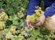 Iemand knip een bloemstengel uit vrouwenmantel, na de bloei.
