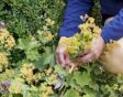 Iemand knip een bloemstengel uit vrouwenmantel, na de bloei.