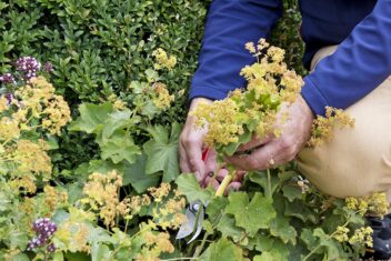 Iemand knip een bloemstengel uit vrouwenmantel, na de bloei.