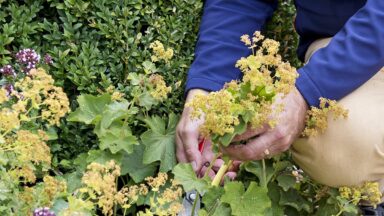 Iemand knip een bloemstengel uit vrouwenmantel, na de bloei.