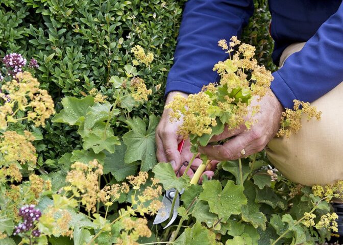 Iemand knip een bloemstengel uit vrouwenmantel, na de bloei.