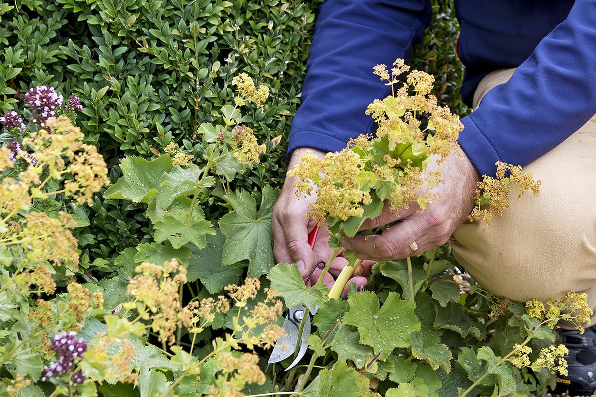 Iemand knip een bloemstengel uit vrouwenmantel, na de bloei.