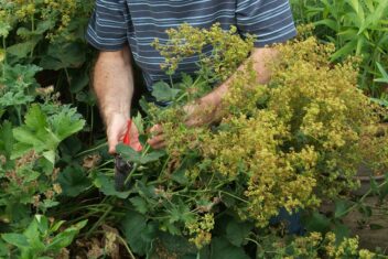 Man snoeit met snoeischaar vrouwenmantel na de bloei.