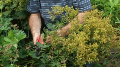 Man snoeit met snoeischaar vrouwenmantel na de bloei.