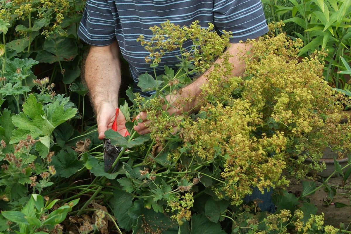 Man snoeit met snoeischaar vrouwenmantel na de bloei.