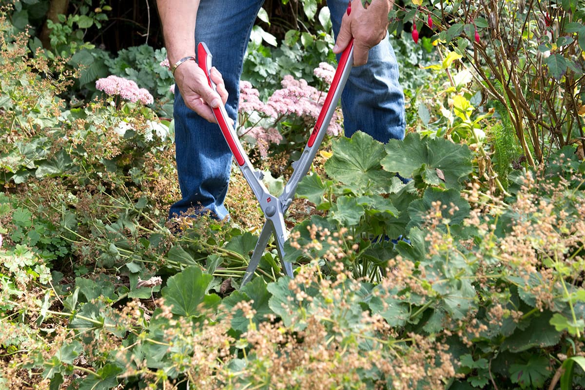 Iemand snoeit vrouwenmantel in september terug met een grote heggenschaar.