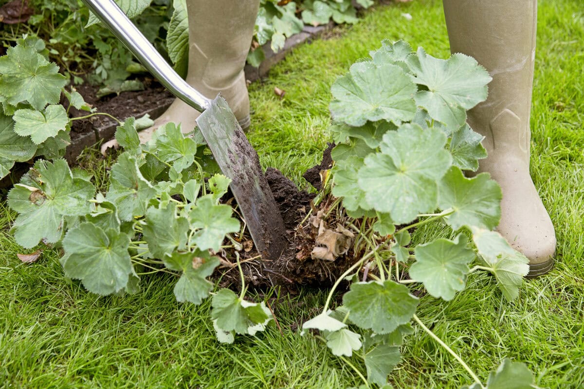 Iemand heeft vrouwenmantel uit de grond gehaald en deelt de wortelkluit met een schep.