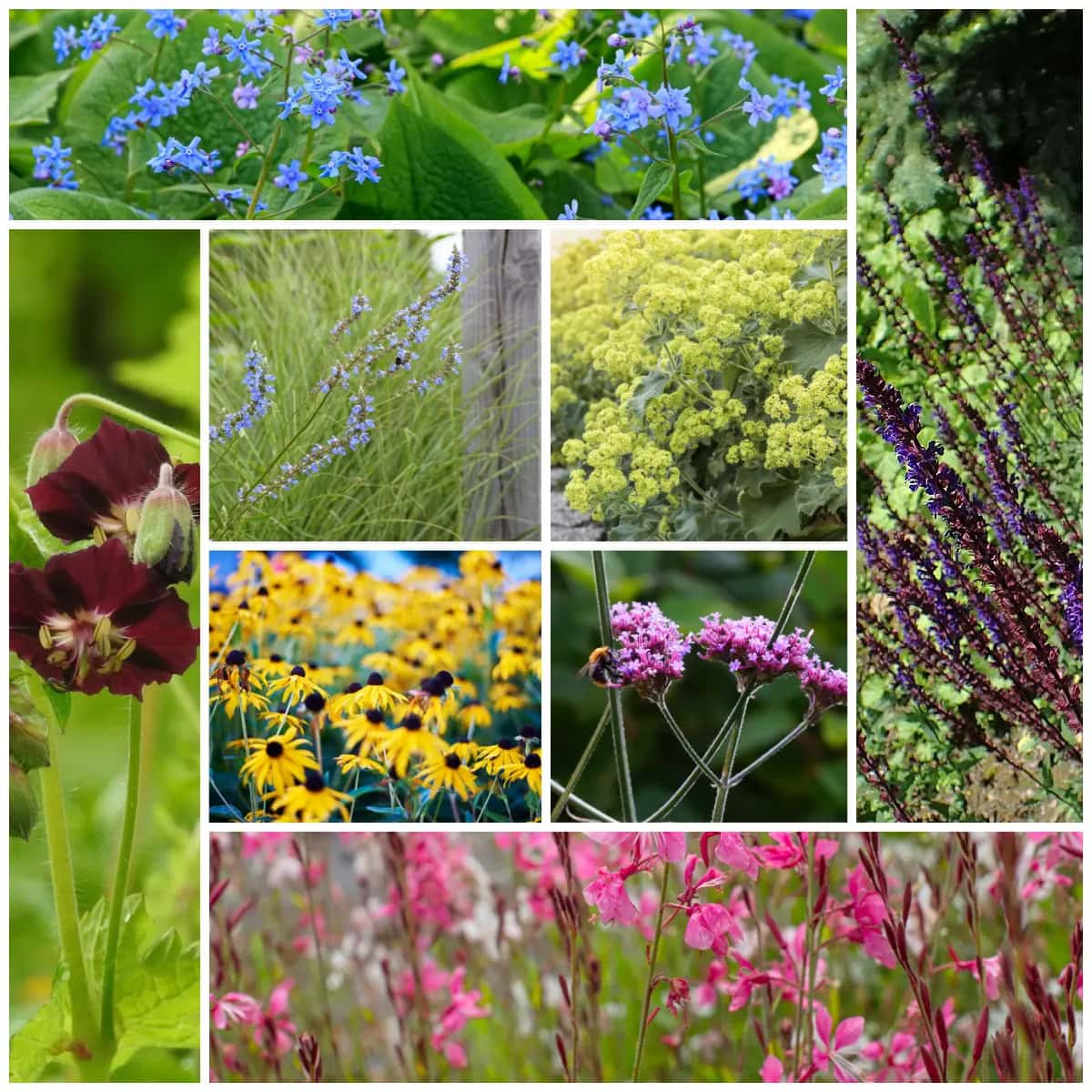 Zoemende bloemenborder: het borderpakket van Hester met diverse planten.