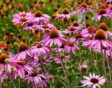 paarse bloemen in veld.